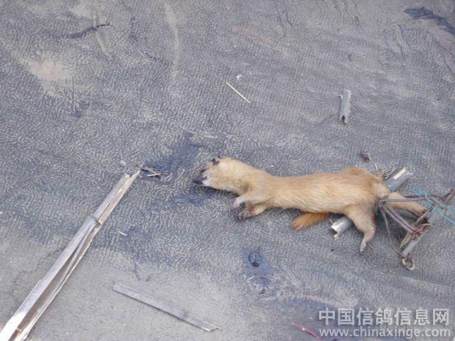 无可奈何的情况下,才叼鸡吃