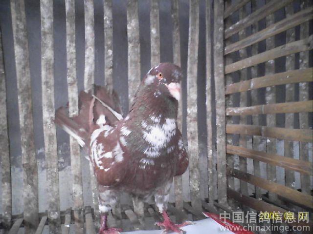 我的菜鸽--中国信鸽信息网相册