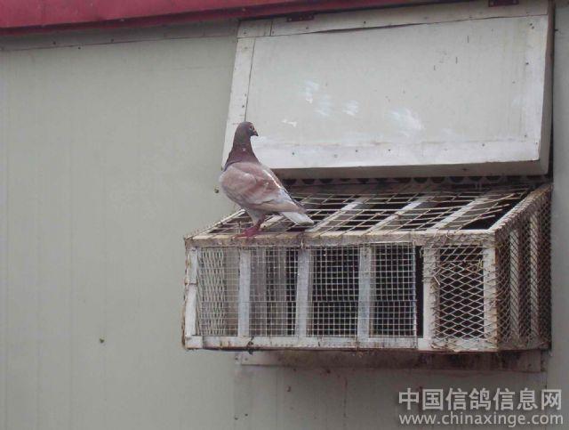 平平淡淡的养鸽人--胡清华--中国信鸽信息网相