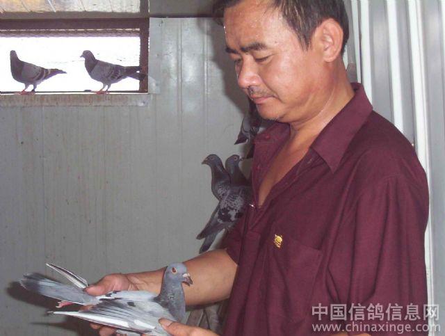 平平淡淡的养鸽人--胡清华--中国信鸽信息网相