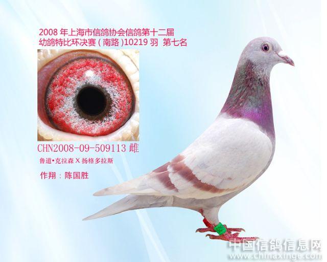 上海VIP信鸽--中国信鸽信息网相册