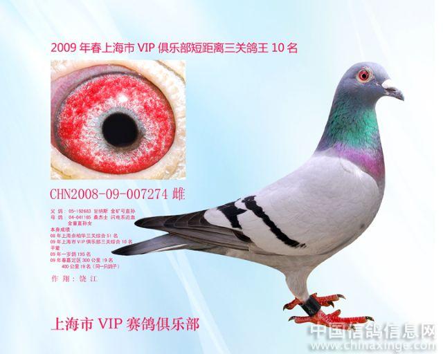上海VIP信鸽--中国信鸽信息网相册