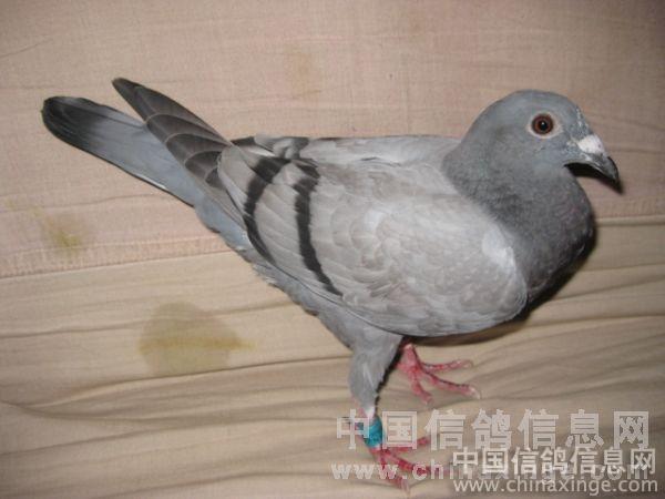 个半翅膀也要回家的凡龙鸽--中国信鸽信息网相册
