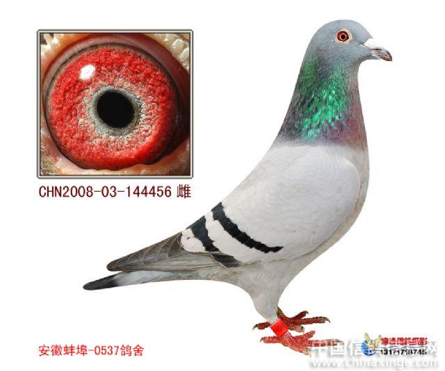 好歌--中国信鸽信息网相册