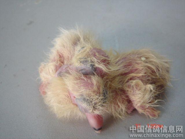 早产儿--中国信鸽信息网相册