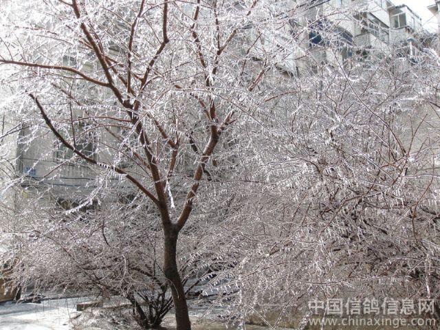 沈阳罕见冰雨后的天龙鸽舍--中国信鸽信息网