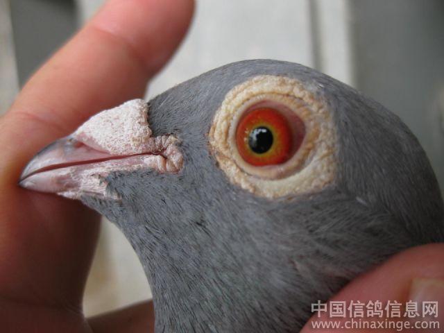 第十届国家赛四川重庆500公里冠军--中国信鸽