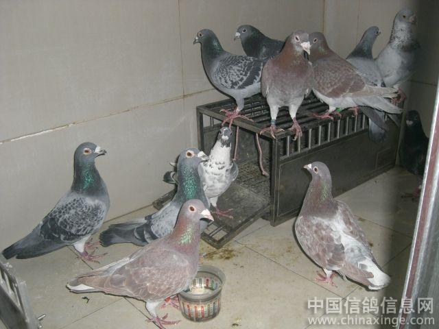 万水千山总是鸽!--中国信鸽信息网相册