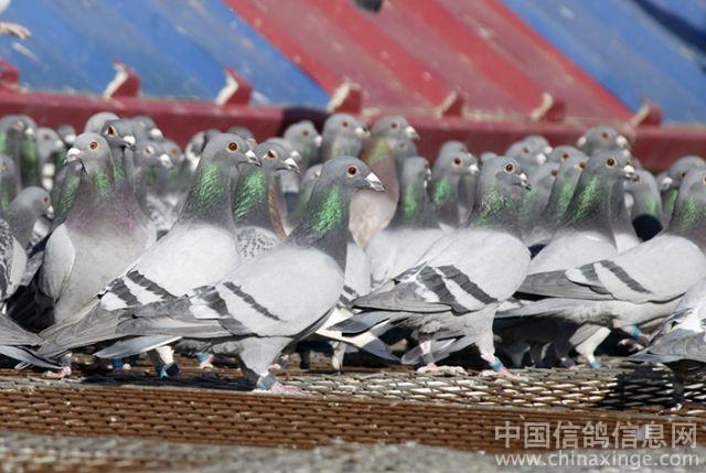 2月5号渤海湾公棚写实--中国信鸽信息网相册