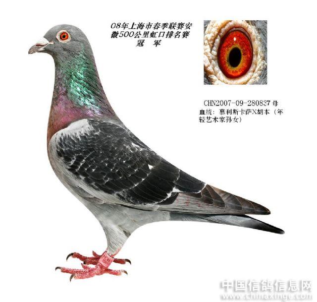 上海天军超级种鸽赛绩鸽欣赏--中国信鸽信息网