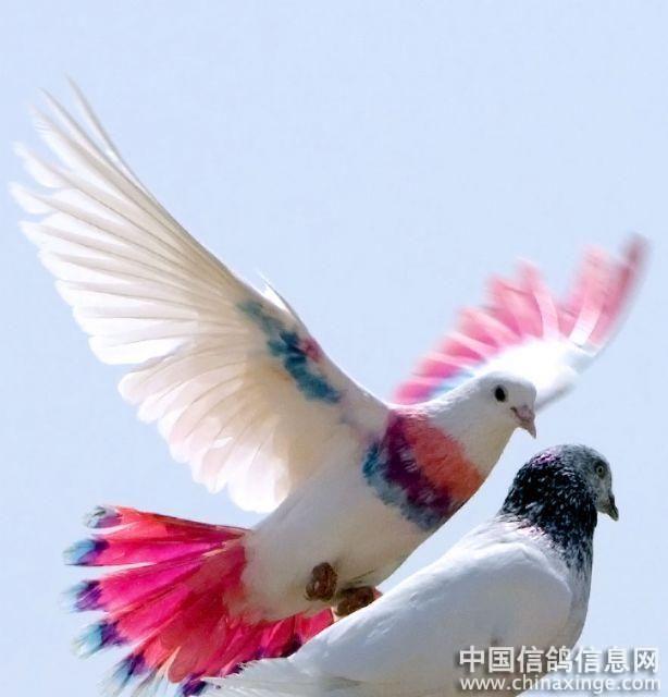 找爱鸽籽--中国信鸽信息网相册
