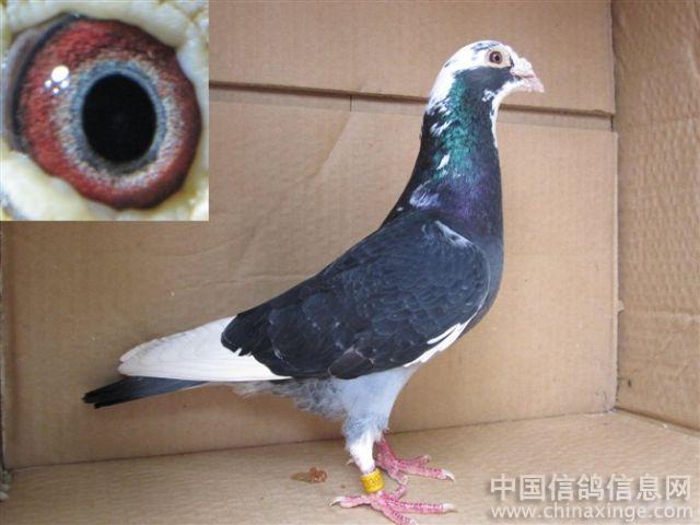 小龙的信鸽生活--中国信鸽信息网相册