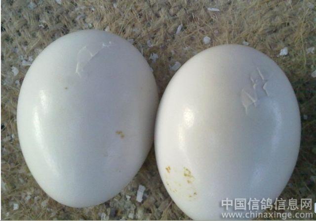 小鸽子的七天成长