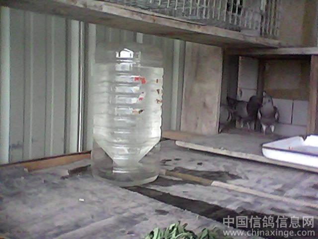 我的鸽舍--中国信鸽信息网相册