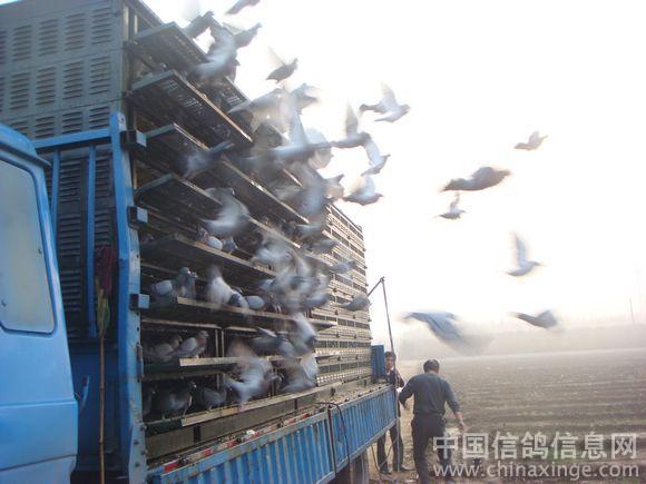 上海市信鸽协会到泰安放鸽子--中国信鸽信息网