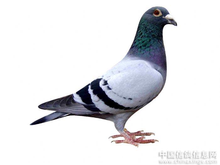 学做信鸽图片--中国信鸽信息网相册