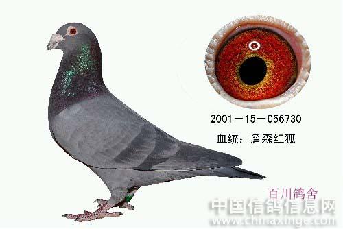 优良品种--中国信鸽信息网相册