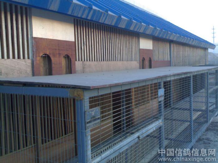 鸽舍建造--中国信鸽信息网相册