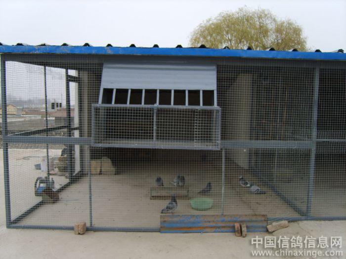 我的新鸽舍--中国信鸽信息网相册