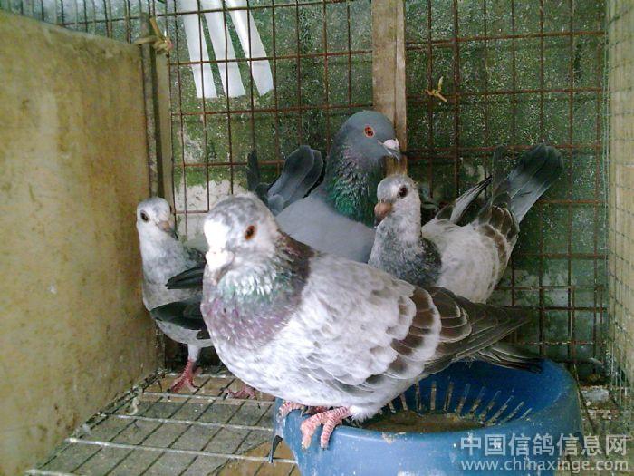 家鸽--中国信鸽信息网相册