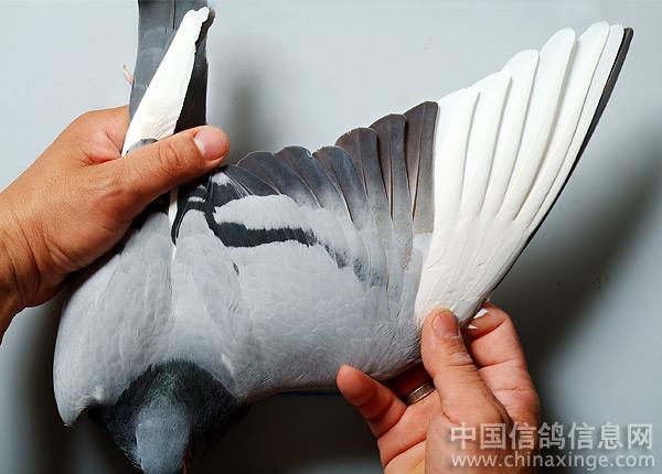 冠军信鸽翅膀--中国信鸽信息网相册