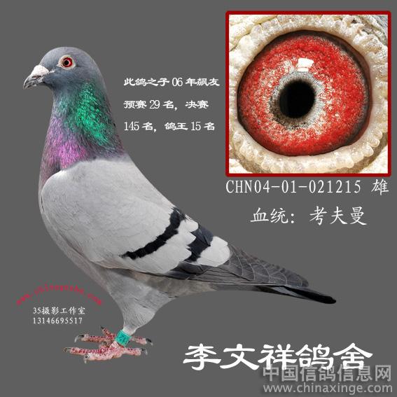 欣赏信鸽--中国信鸽信息网相册