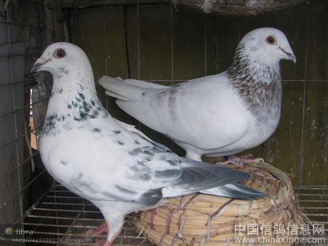 2011年春种鸽配对芷一--中国信鸽信息网相册