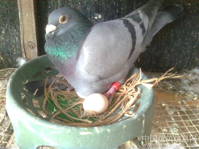 有鸽子陪伴的快乐