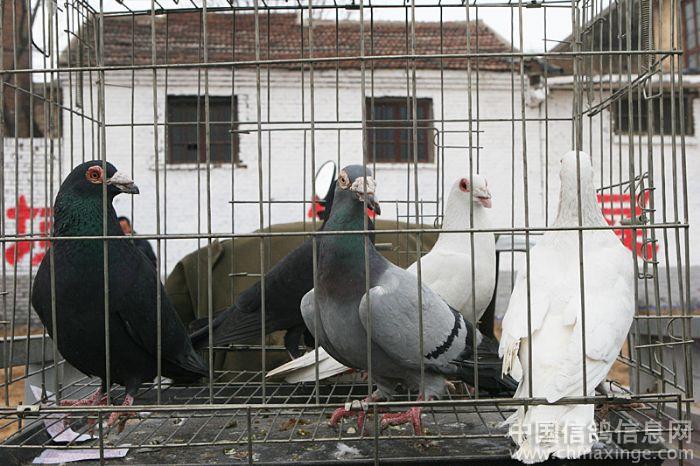 初八相会于平原鸽子会--中国信鸽信息网相册