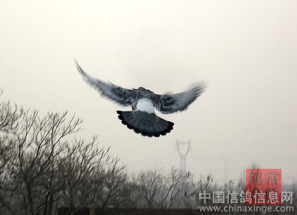 捕鸽捉影--中国信鸽信息网相册