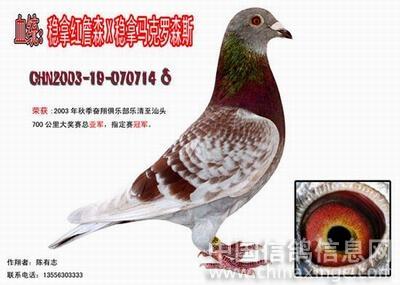 成绩信鸽--中国信鸽信息网相册
