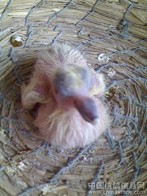 小鸽子成长记录--中国信鸽信息网相册