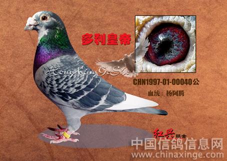 我的种鸽--中国信鸽信息网相册