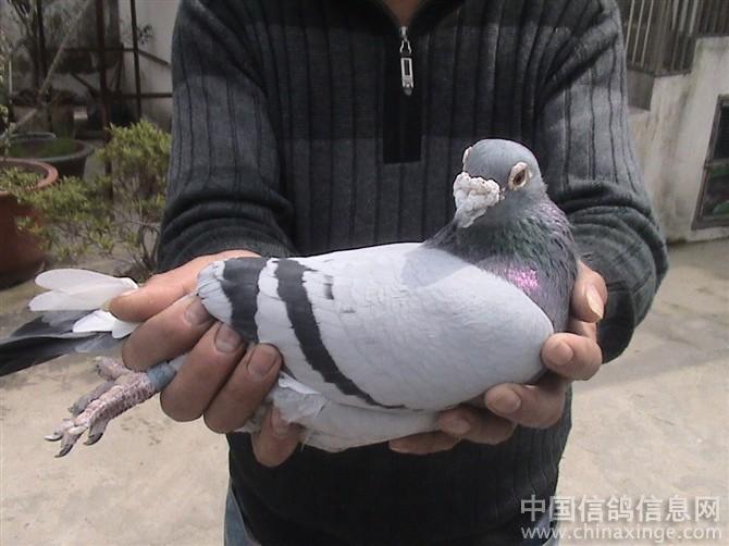 参 观 和 泰 赛 鸽--中国信鸽信息网相册