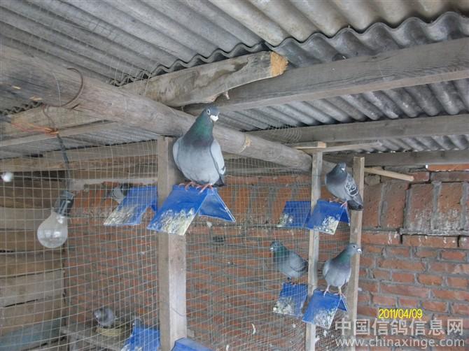 实实在在的农村菜鸟