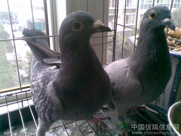 我家唯一的一只乖乖信鸽--中国信鸽信息网相册