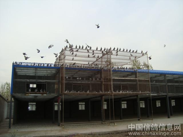 江苏省高邮市平安数字<em>赛鸽</em>中心开笼<em>照片</em>--中国