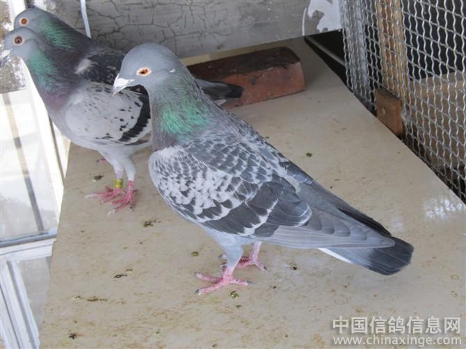 我的小菜鸟--中国信鸽信息网相册