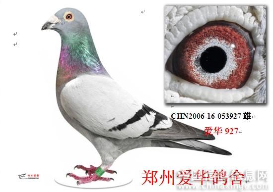 我的极品鸽子--中国信鸽信息网相册