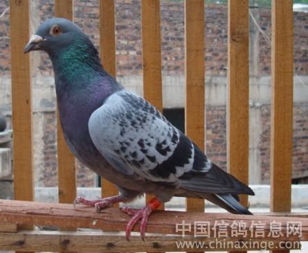 鸽 子--中国信鸽信息网相册