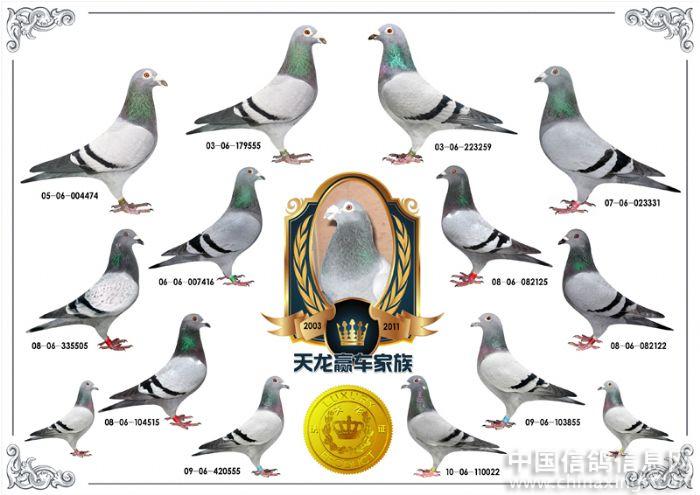 嫁接翅膀的五关冠军--中国信鸽信息网相册