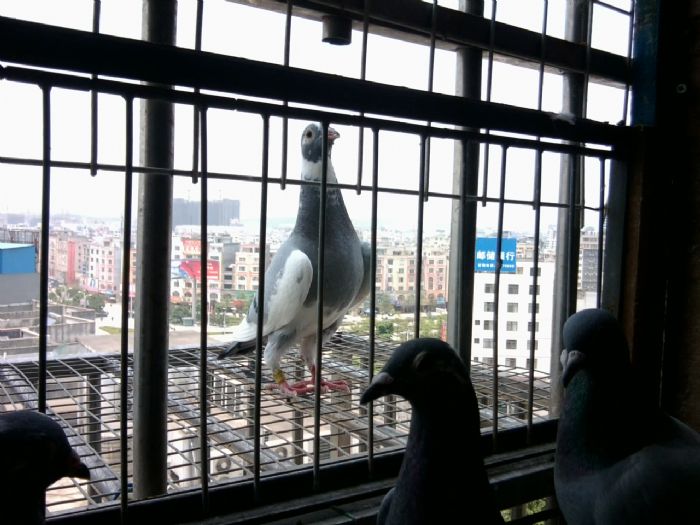 小鸽子--中国信鸽信息网相册