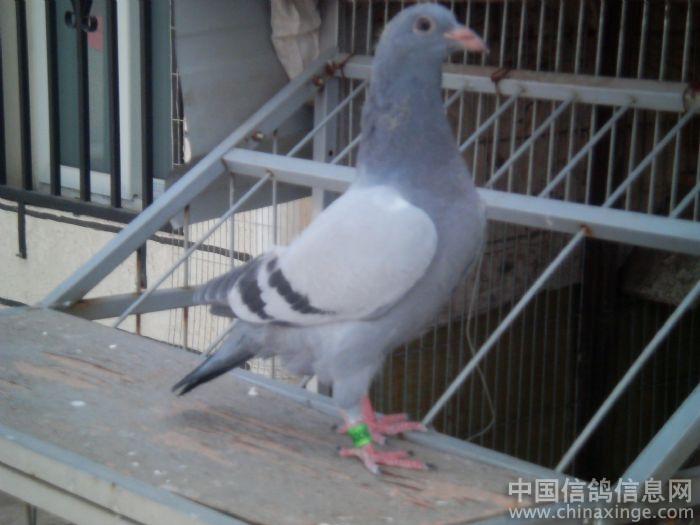 2011617232009.jpg