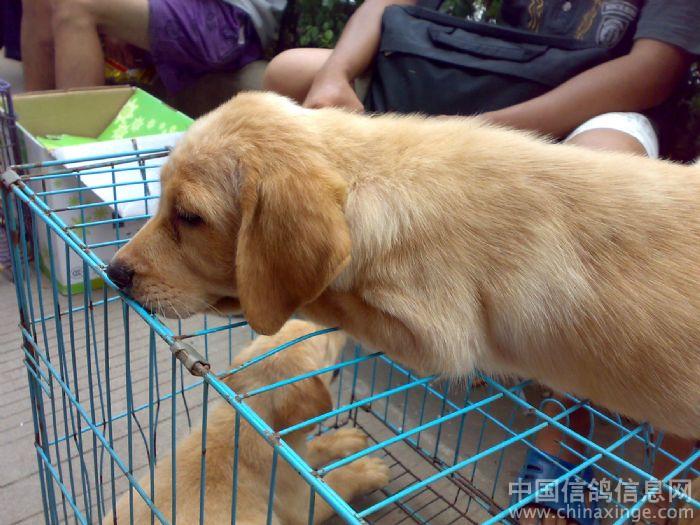 周末游梧州狗市--中国信鸽信息网相册