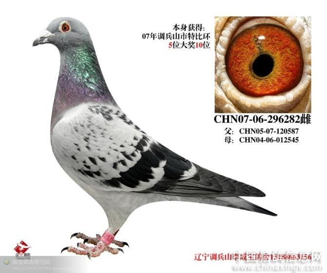 中国信鸽网在线拍鸽_信鸽_中国信鸽网 - 中原娱