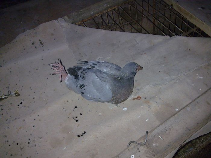 大千世界 无奇不有--中国信鸽信息网相册