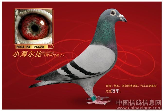 我的胡本王朝--中国信鸽信息网相册