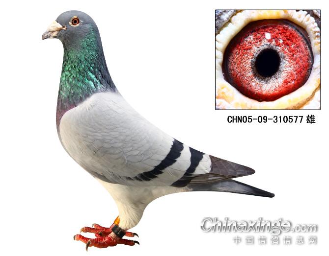 95年的台北和上海gdp_台北上海(3)