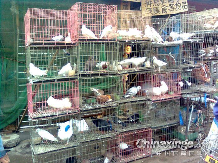 宠物市场--中国信鸽信息网相册