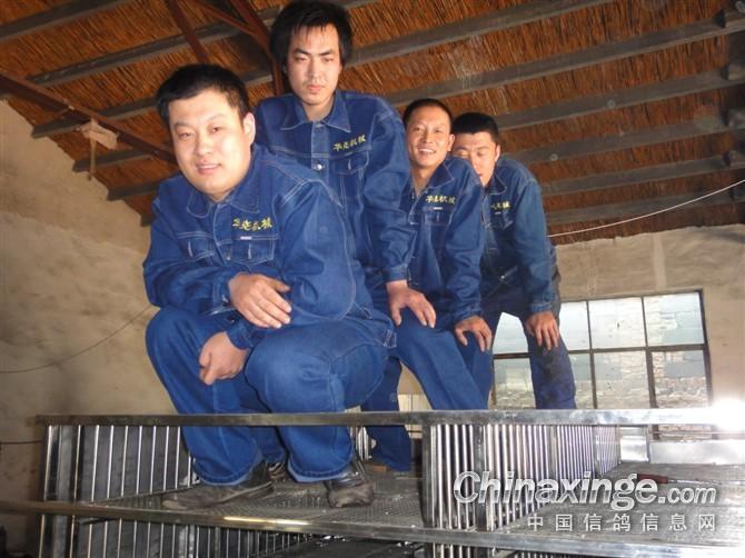 信鸽喂食器 信鸽种鸽